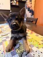 Yellow, a female German Shepherd Dog for sale in Dallas, TX – 3 of 7