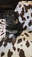Dark Green , a male German Shepherd Dog for sale in Dallas, TX – 3 of 4