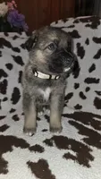 Brown , a male German Shepherd Dog for sale in Dallas, TX – 2 of 4