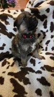 Red, a male German Shepherd Dog for sale in Dallas, TX – 1 of 4