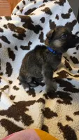 Dark blue , a male German Shepherd Dog for sale in Dallas, TX – 3 of 4