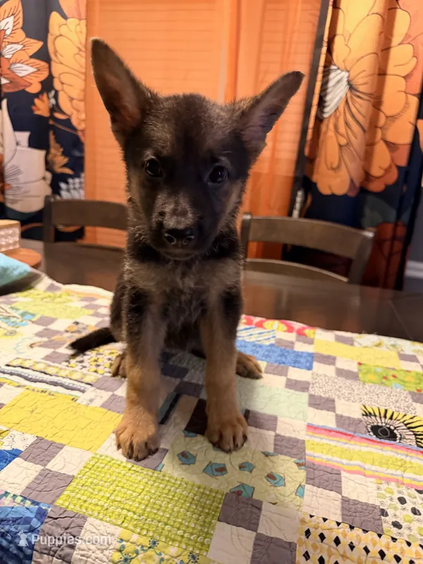 Pink – German Shepherd Dog puppy for sale in Dallas, TX