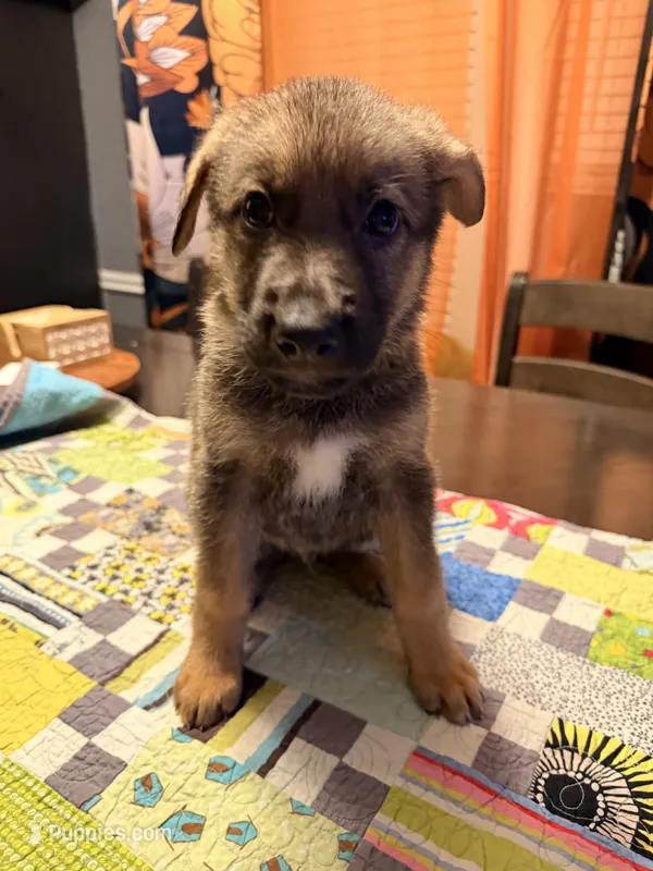 Red – German Shepherd Dog puppy for sale in Dallas, TX