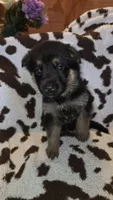 Purple , a female German Shepherd Dog for sale in Dallas, TX – 4 of 4