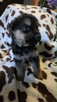 Light Green, a male German Shepherd Dog for sale in Dallas, TX – 2 of 4