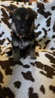 Orange , a male German Shepherd Dog for sale in Dallas, TX – 3 of 4