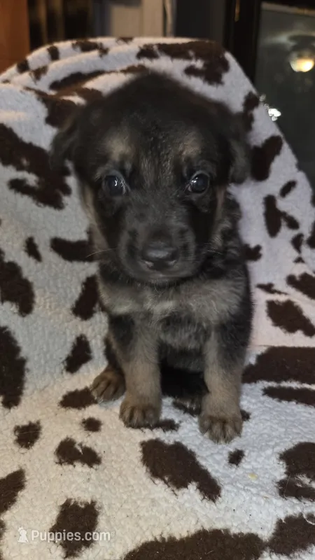 Pink – German Shepherd Dog puppy for sale in Dallas, TX