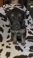 Pink, a female German Shepherd Dog for sale in Dallas, TX – 4 of 4