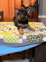 Yellow, a female German Shepherd Dog for sale in Dallas, TX – 4 of 7