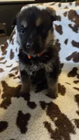 Orange , a male German Shepherd Dog for sale in Dallas, TX – 2 of 4