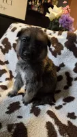Gray , a male German Shepherd Dog for sale in Dallas, TX – 2 of 4