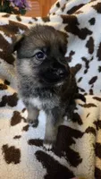 Dark blue , a male German Shepherd Dog for sale in Dallas, TX – 4 of 4