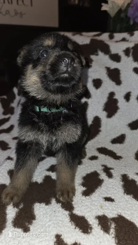 Dark Green  – German Shepherd Dog puppy for sale in Dallas, TX