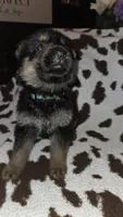 Dark Green , a male German Shepherd Dog for sale in Dallas, TX – 1 of 4