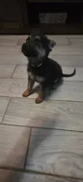 Yellow, a female German Shepherd Dog for sale in Dallas, TX – 7 of 7