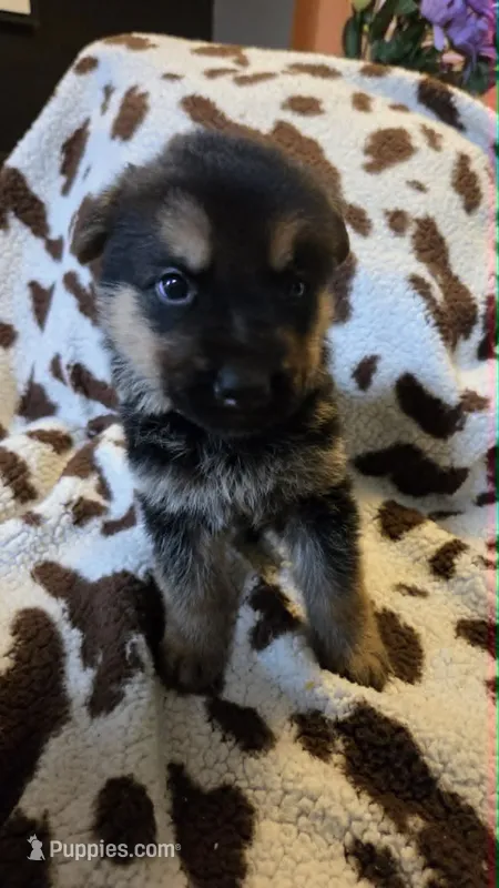 Light Green – German Shepherd Dog puppy for sale in Dallas, TX