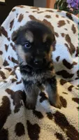 Light Green, a male German Shepherd Dog for sale in Dallas, TX – 1 of 4