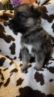 Gray , a male German Shepherd Dog for sale in Dallas, TX – 3 of 4