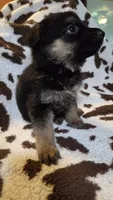 Purple , a female German Shepherd Dog for sale in Dallas, TX – 3 of 4