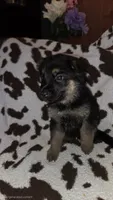 Purple , a female German Shepherd Dog for sale in Dallas, TX – 2 of 4