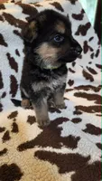 Light Green, a male German Shepherd Dog for sale in Dallas, TX – 3 of 4