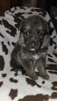 Light blue collar , a male German Shepherd Dog for sale in Dallas, TX – 4 of 4