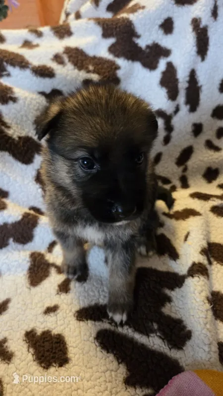 Dark blue  – German Shepherd Dog puppy for sale in Dallas, TX
