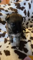 Dark blue , a male German Shepherd Dog for sale in Dallas, TX – 1 of 4