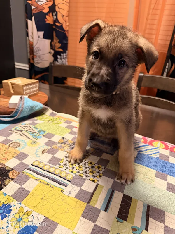 Brown  – German Shepherd Dog puppy for sale in Dallas, TX