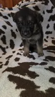 Pink, a female German Shepherd Dog for sale in Dallas, TX – 3 of 4