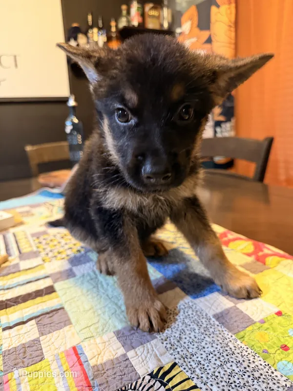 Yellow – German Shepherd Dog puppy for sale in Dallas, TX