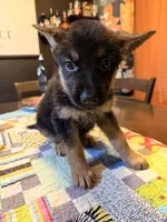 Yellow, a female German Shepherd Dog for sale in Dallas, TX – 1 of 7