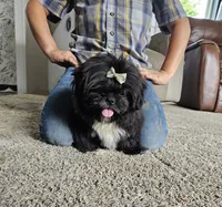 Fluffy, a male Shih Tzu for sale in Kirksville, MO – 9 of 10