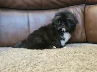 Fluffy, a male Shih Tzu for sale in Kirksville, MO – 3 of 8