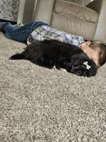 Fluffy, a male Shih Tzu for sale in Kirksville, MO – 10 of 10