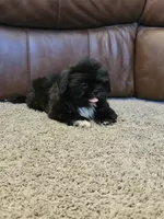 Fluffy, a male Shih Tzu for sale in Kirksville, MO – 8 of 8
