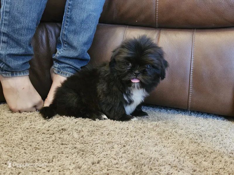 Fluffy – Shih Tzu puppy for sale in Kirksville, MO