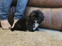 Fluffy, a male Shih Tzu for sale in Kirksville, MO – 1 of 8
