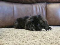 Fluffy, a male Shih Tzu for sale in Kirksville, MO – 7 of 8