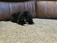 Fluffy, a male Shih Tzu for sale in Kirksville, MO – 6 of 8