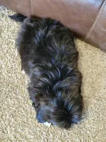 Fluffy, a male Shih Tzu for sale in Kirksville, MO – 5 of 8