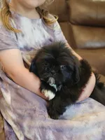 Fluffy, a male Shih Tzu for sale in Kirksville, MO – 2 of 8