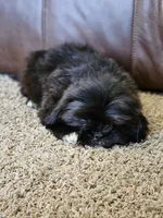 Fluffy, a male Shih Tzu for sale in Kirksville, MO – 4 of 8