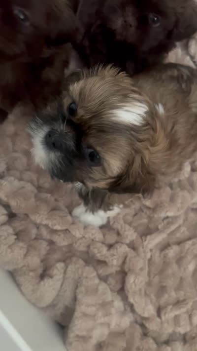 Snorlax, a male Shih Tzu for sale in Worcester, MA – 5 of 6
