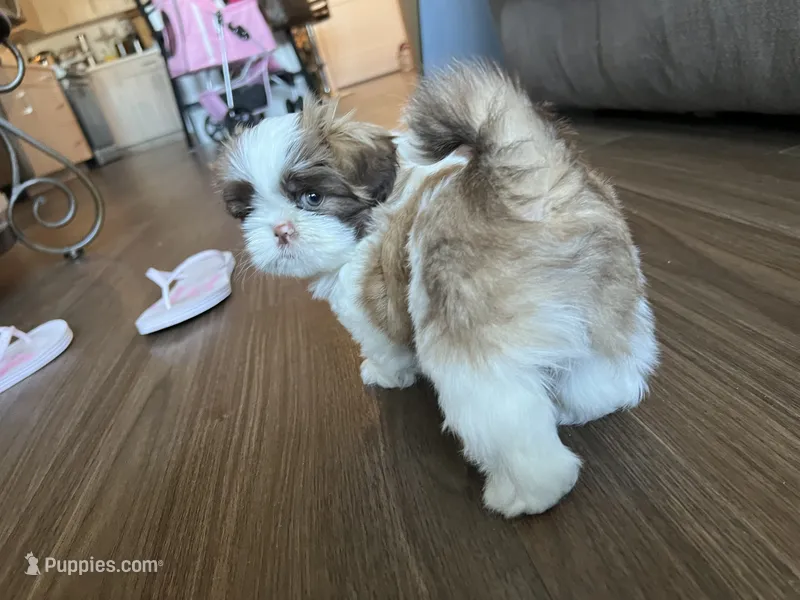 Lulu – Shih Tzu puppy for sale in Worcester, MA