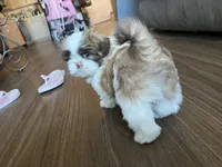 Lulu, a female Shih Tzu for sale in Worcester, MA – 1 of 8