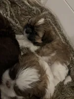Snorlax, a male Shih Tzu for sale in Worcester, MA – 2 of 6