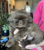 Kenny, a male Shih Tzu for sale in Worcester, MA – 2 of 6