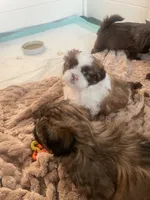 Lulu, a female Shih Tzu for sale in Worcester, MA – 3 of 8