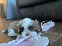 Lulu, a female Shih Tzu for sale in Worcester, MA – 8 of 8